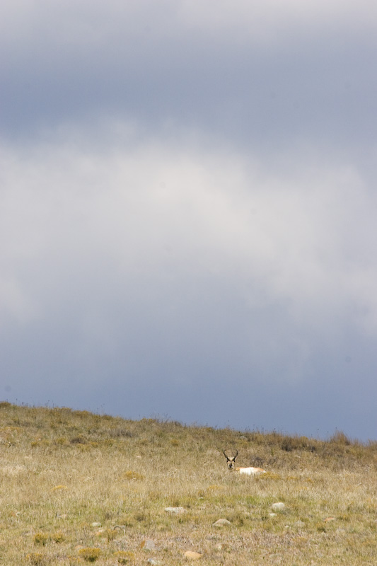 Pronghorn On Hillside